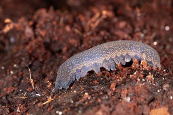 Media type: image;   Invertebrate Zoology 168056 Description: Digital photograph of specimen in life.;